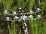 Twelve-spotted Skimmer - Libellula pulchella