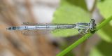 Western Forktail - Ischnura perparva (female)
