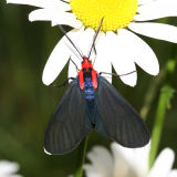 8264 - Red-shouldered Ctenucha - Ctenucha rubroscapus