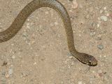 Western Yellow-bellied Racer - Coluber constrictor mormon