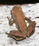 Pacific Chorus Frog - Pseudacris regilla