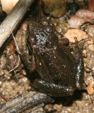 Pacific Chorus Frog - Pseudacris regilla