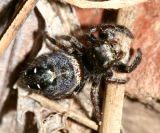 Phidippus (johnsoni or possibly californicus)