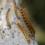 7702 - Western Tent Caterpillars - Malacosoma californicum