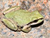 Pacific Chorus Frog - Pseudacris regilla