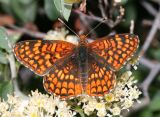 Northern Checkerspot - Chlosyne palla