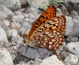 Northwestern Fritillary - Speyeria hesperis irene