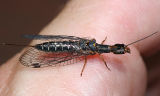 Snakeflies - Raphidiidae