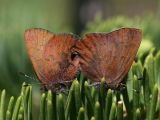 mating Brown Elfins - Callophrys augustinus