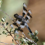 Eight-spotted Skimmer - Libellula forensis