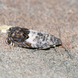 3476 - Cydia prosperana