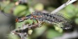 Snakefly - Raphidiodea - Negha sp.