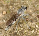 Stichopogon trifasciatus