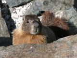 Yellow-bellied Marmot - Marmota flaviventris