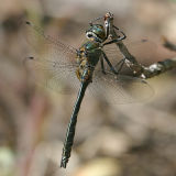 American Emerald - Cordulia shurtleffii