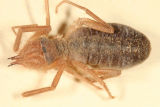 Solifugae -  Wind Scorpion - Eremobatidae - (Straight-faced Solifugid)