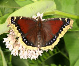 Mourning Cloak - Nymphalis antiopa