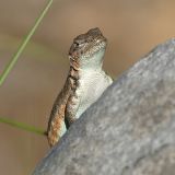 Sagebrush Lizard - Sceloporus graciosus