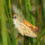 female Sonoran Skipper - Polites sonora