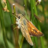 female Sonoran Skipper - Polites sonora