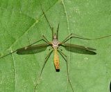 Tipula sp.