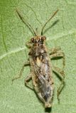 Brachycarenus tigrinus