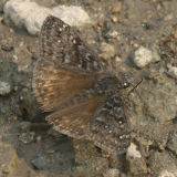 Propertius Duskywing - Erynnis propertius