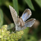 Arrowhead Blue - Glaucophyche piasus