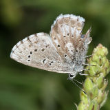 Arrowhead Blue - Glaucophyche piasus