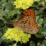 Great Basin Fritillary - Speyeria egleis