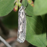 0980 - Ethmia discostrigella