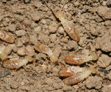 Pacific Dampwood Termites - Zootermopsis angusticollis