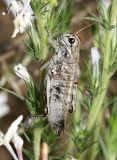 Slow Mountain Grasshopper - Bradynotes obesa
