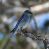 Mountain Bluebird - Sialia currucoides