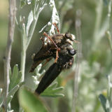 one robber fly eating another