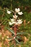 Striped Wintergreen - Chimaphila maculata