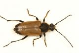 Trigonarthris minnesotana