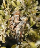 mating Valley Grasshoppers - Oedaleonotus enigma