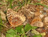 Great Spangled Fritillary - Speyeria cybele & Atlantis Fritillary - Speyeria atlantis