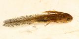 Spotted Salamander larva - Ambystoma maculatum