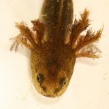 Spotted Salamander larva - Ambystoma maculatum
