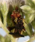 Mating Jagged Ambush Bugs - Phymata pennsylvanica