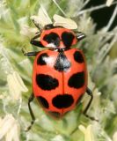  Spotted Lady beetle - Coleomegilla maculata
