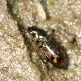 Ground Beetle - Bembidion sp.