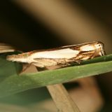  Double-banded Grass-veneer moth - Crambus agitatellus