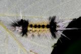 8214 - Spotted Tussock Moth - Lophocampa maculata