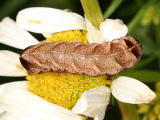 10292 - Hitched Arches - Melanchra adjuncta