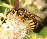 Dolichovespula arenaria (Common aerial Yellowjacket)