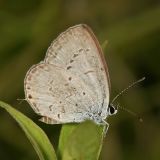 Western Tailed-Blue - Everes amyntula