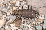 Twelve-Spotted Tiger Beetle - Cicindela duodecimguttata